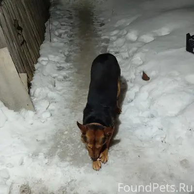 Пропал кобель Пират, ул. Татарстан
