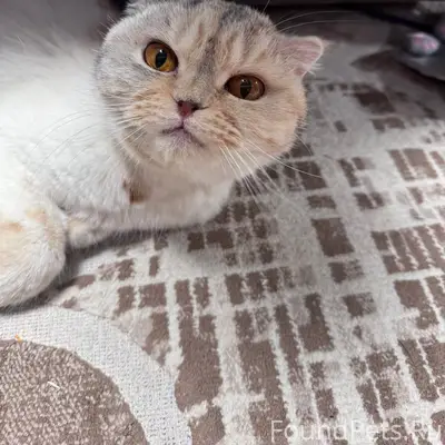 Найдена кошка, район Устинова 1