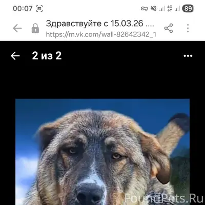 Пропал пес Бутус, Кузнецкий район