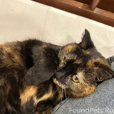 Пропала кошка Василиса, Лакина 147б