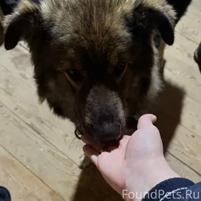 Найдена кошка, возможно потерялась