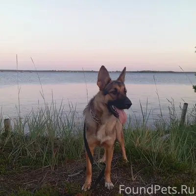 Пропала собака Альфа, Порт-Шоссе