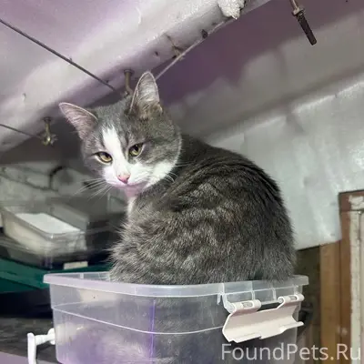 Пропал кот Малыш, район Мебельного комбината