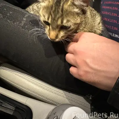 Найден котёнок, Тверь