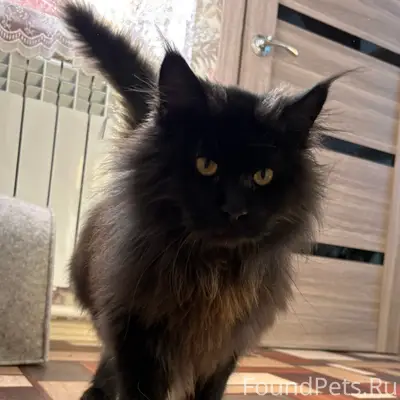 Найдена породистая кошка, без клички