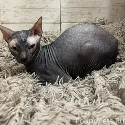 Найден сфинкс, 2-й микрорайон