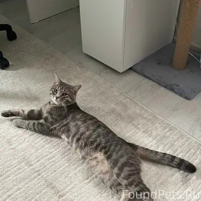 Пропал кот, пентагоны