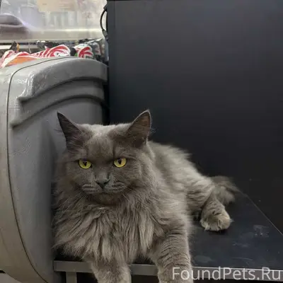 Найдена кошка, Шевченко 70А