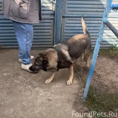 Пропала собака Дымка, Володарск