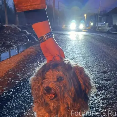 Найден щенок, п. Московский - Дербыши