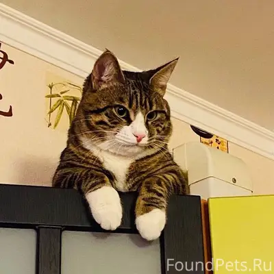 Пропал кот, с. Никитское