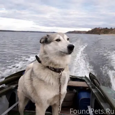 Пропала лайка Зара