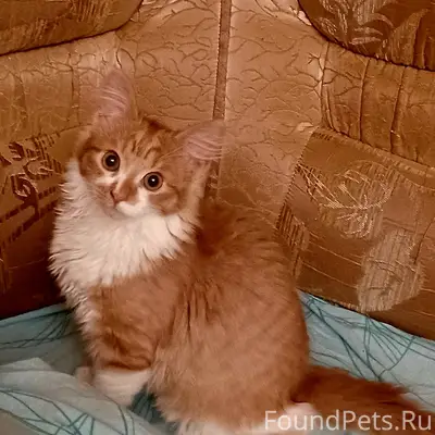 Пропал котёнок Симба, пгт. Верхнеднепровский