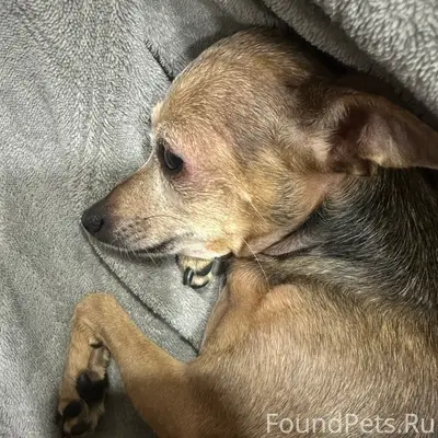 Пропала той-терьер Соня, Барнаул