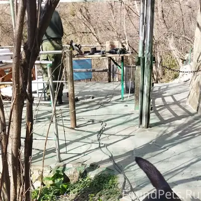 Пропала собака, Красная пещера