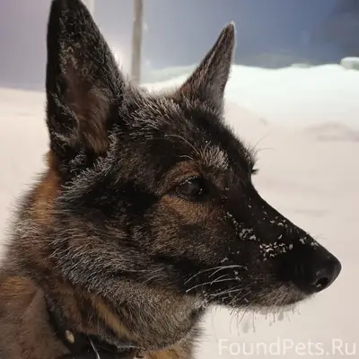 Пропала собака Глаша