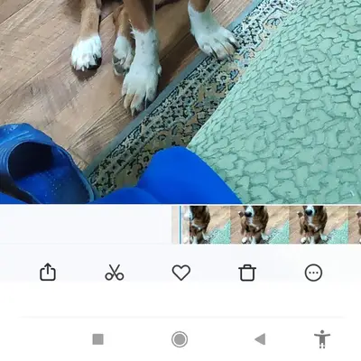 Пропал пёс Чарли, район ул. Тагильской, г. Орск