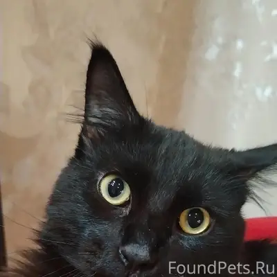 Пропал кот Гена, посёлок Красногорский