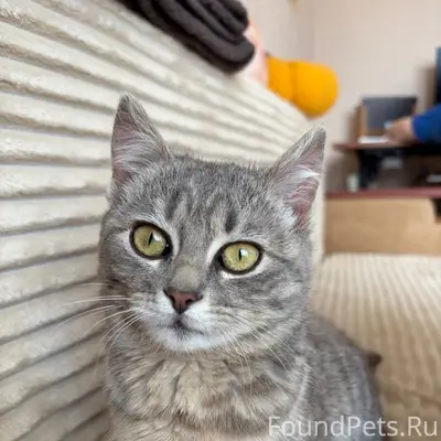 Найдена кошка, Чучева 24-26