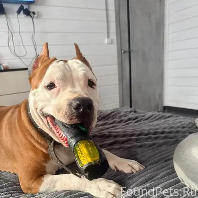 Пропала собака Стефа, рыжая, п. Сиверский