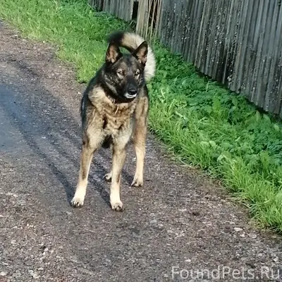 Пропала собака Глаша, К. Либкнехта