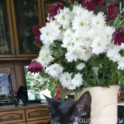 Пропал кот, Переборы