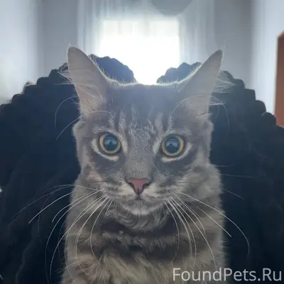 Пропал кот Чингиз, Луначарского 14