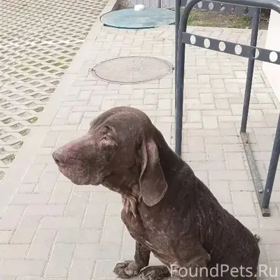 Пропала собака, Знаменский район, Краснодар