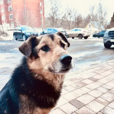 Пропала собака, Заречная