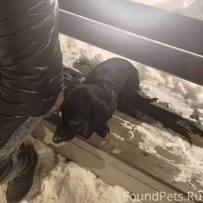 Пропал Блэк, такса черного окраса