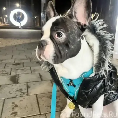 Пропал мальчик Рич, интернациональная