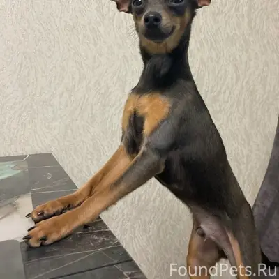 Пропал пёс Кузя, Совхозная, Маяковская, Пушкина