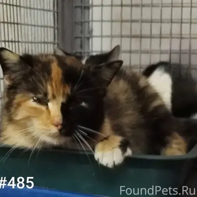 Пропавшие кошки из Любани, пункт отлова в Минске