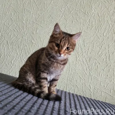 Пропал кот Кекс, район Северный