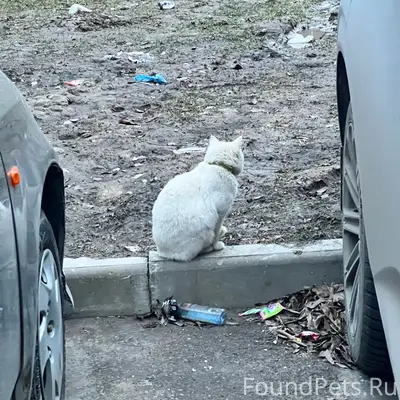 Найден белый кот с ошейником, улица Коммунаров