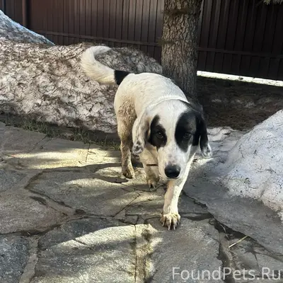 Найдена собака, Большой Исток, Свердловская область