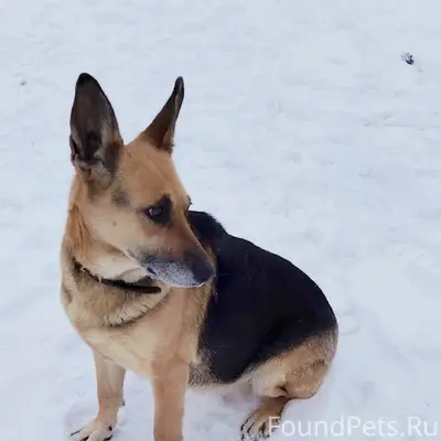 Найдена овчарка, Коломна