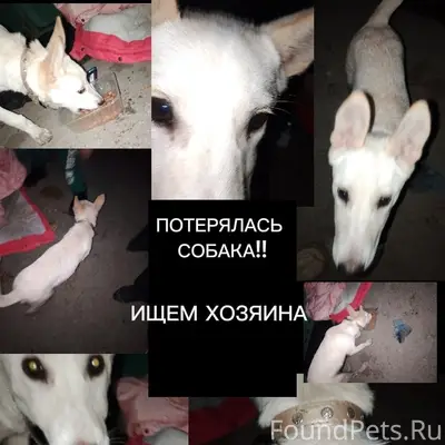 Пропала собака, найдена на улице 50 лет Октября в Тольятти