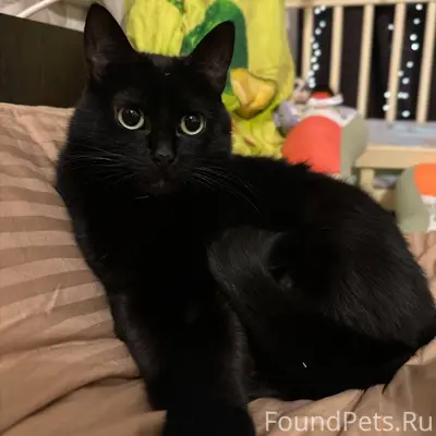 Пропала кошка Маргарита, район мрэо