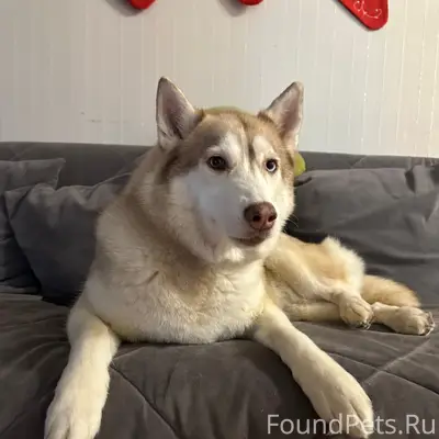 Пропала кошка Злата