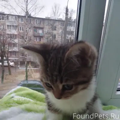 Пропала девочка котёнок Лукера, Киржач