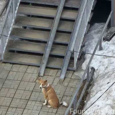 Пропал пёс Лео, район афганского