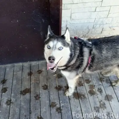 Найден тип собака, [место] дер. Александровка