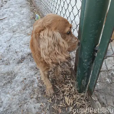 Найден кобель, 2 квартал