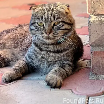 Пропал кот Валера, район дома Рябовых