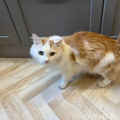 Найден кот, ул. Турку