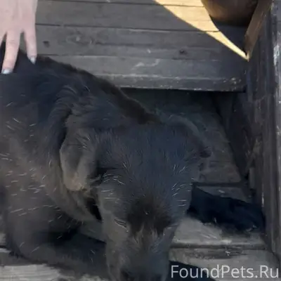 Найден щенок девочка, возраст 6–7 месяцев