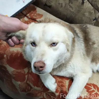 Пропала собака, район Бëрды