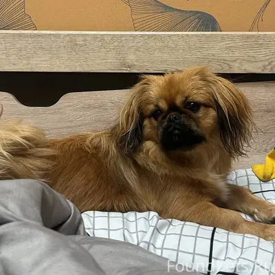 Пропала собака, район Арбата