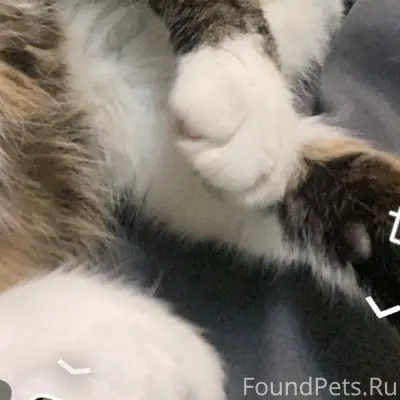 Пропал кот Маркиз, район сортировка